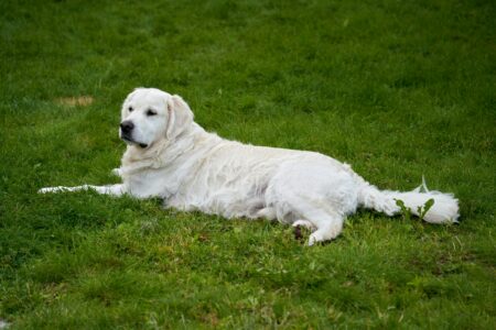 How to Calm a Male Dog When a Female Is in Heat: The Complete Guide