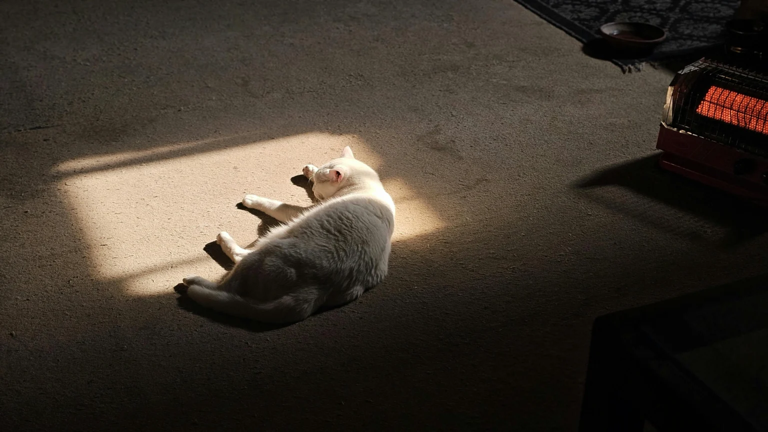 How to Calm a Cat in Heat at Home: The Complete 2026 Owner’s Survival Guide How to Calm a Cat in Heat at Home: The Complete 2026 Owner's Survival Guide