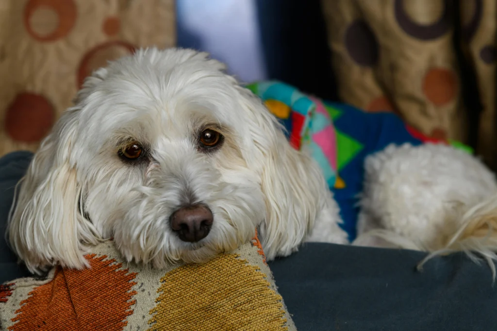 How to Comfort a Dog in Heat for the First Time: The Complete Guide 2026