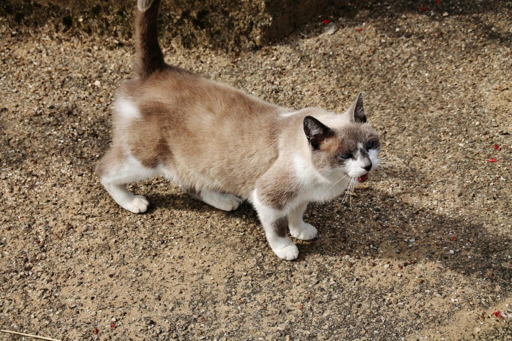 How to Calm a Cat in Heat at Home: The Complete 2026 Owner's Survival Guide