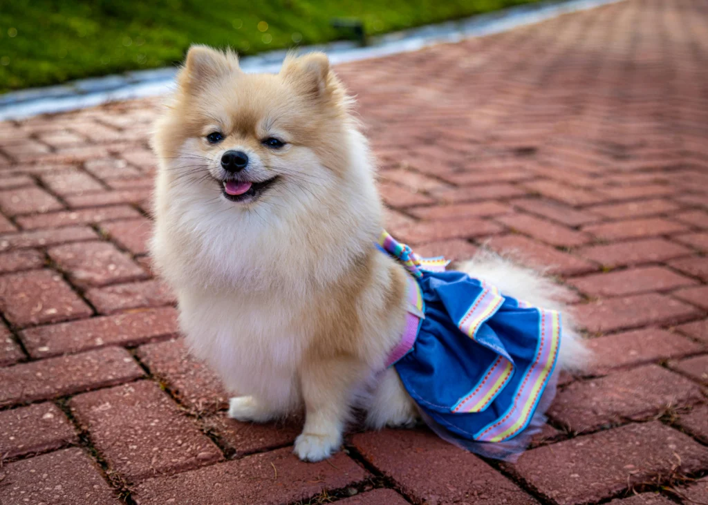 How to Comfort a Dog in Heat for the First Time: The Complete Guide 2026