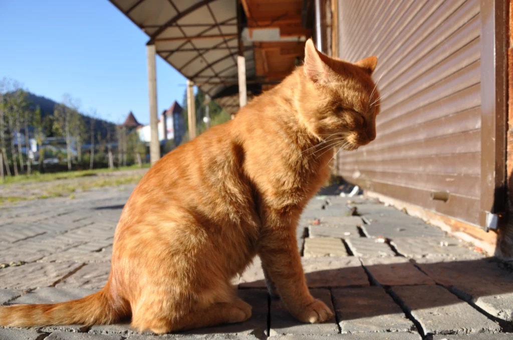 How to Calm a Cat in Heat at Home: The Complete 2026 Owner's Survival Guide
