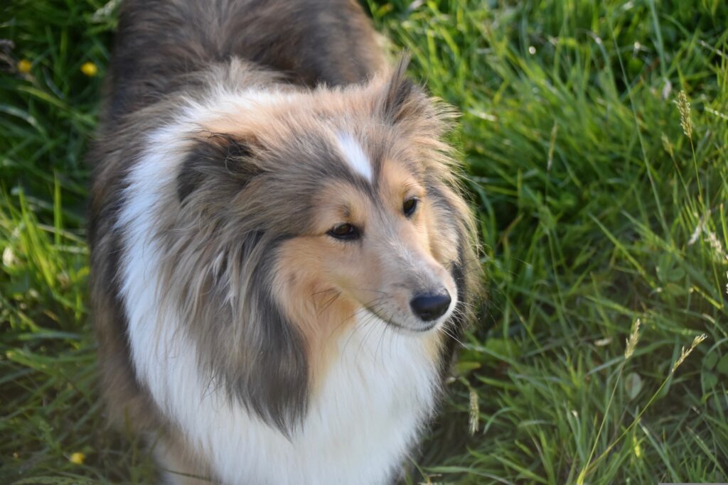 Pros and Cons of Neutering a Dog at 6 Months