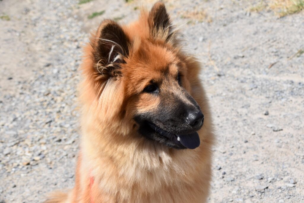 Pros and Cons of Neutering a Dog at 6 Months