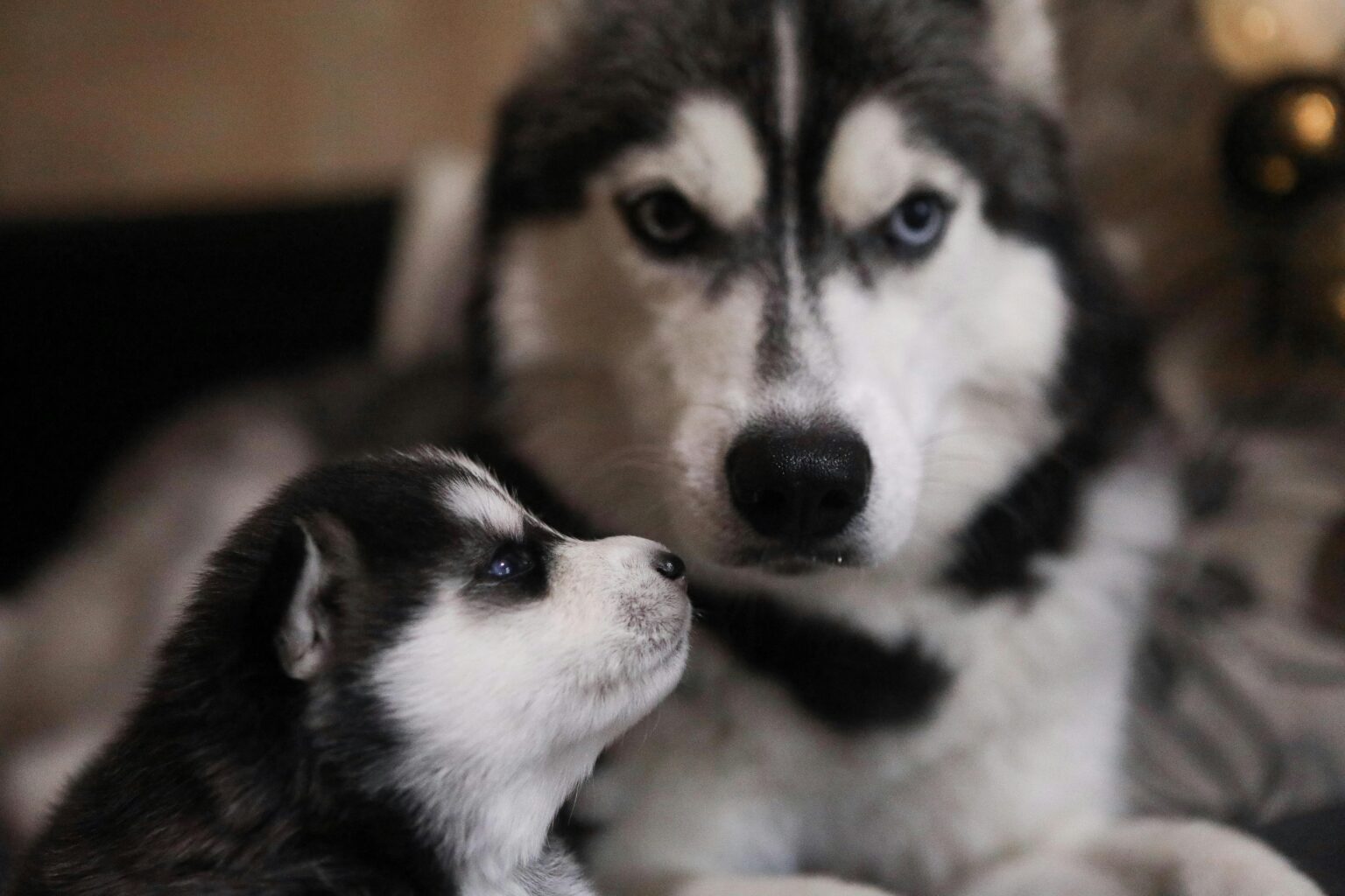 The First Birthday: When Is a Puppy Considered an Adult Dog? When Is a Puppy Considered an Adult Dog?