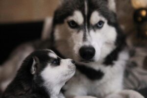 When Is a Puppy Considered an Adult Dog?