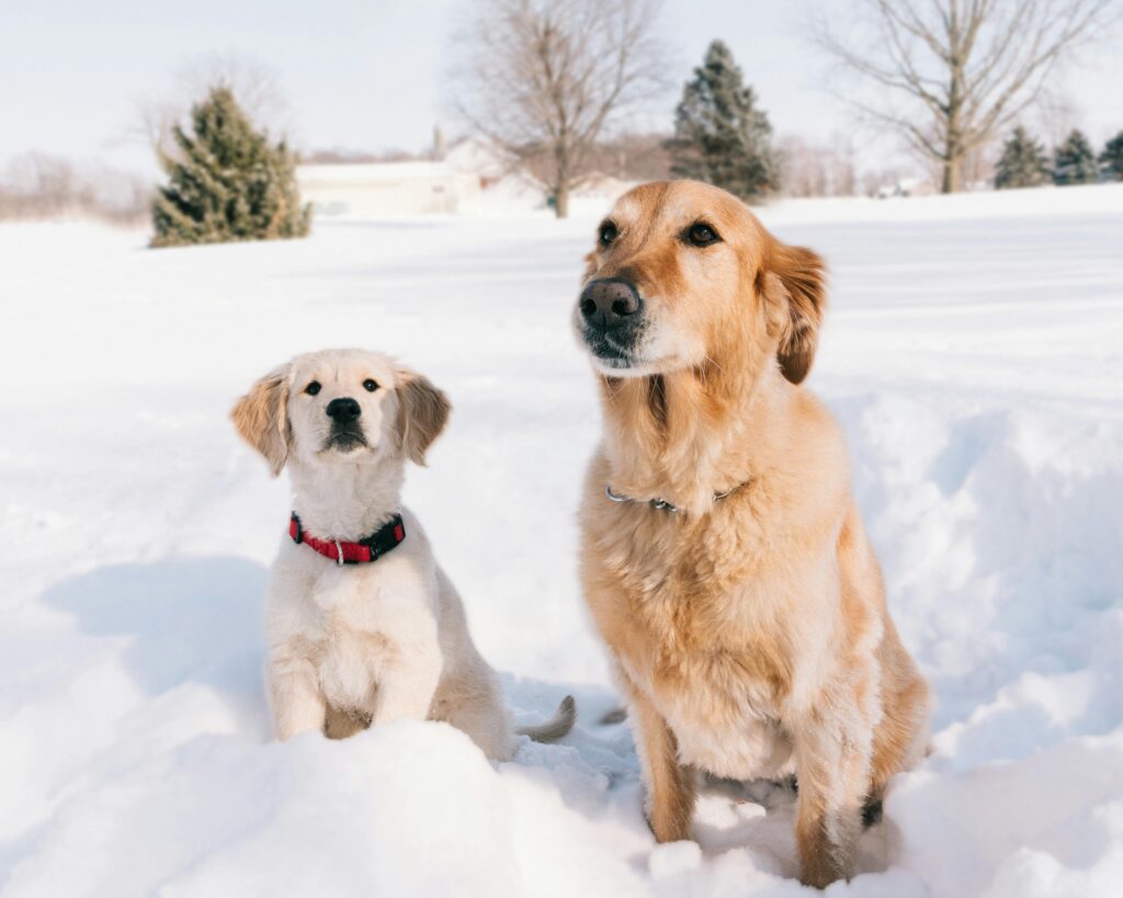 When Is a Puppy Considered an Adult Dog?