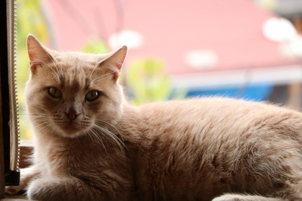 Best Age to Neuter a Cat to Prevent Spraying