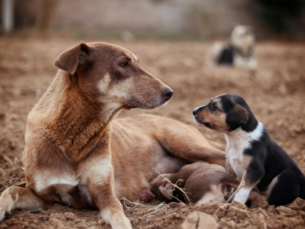 When Is a Puppy Considered an Adult Dog?
