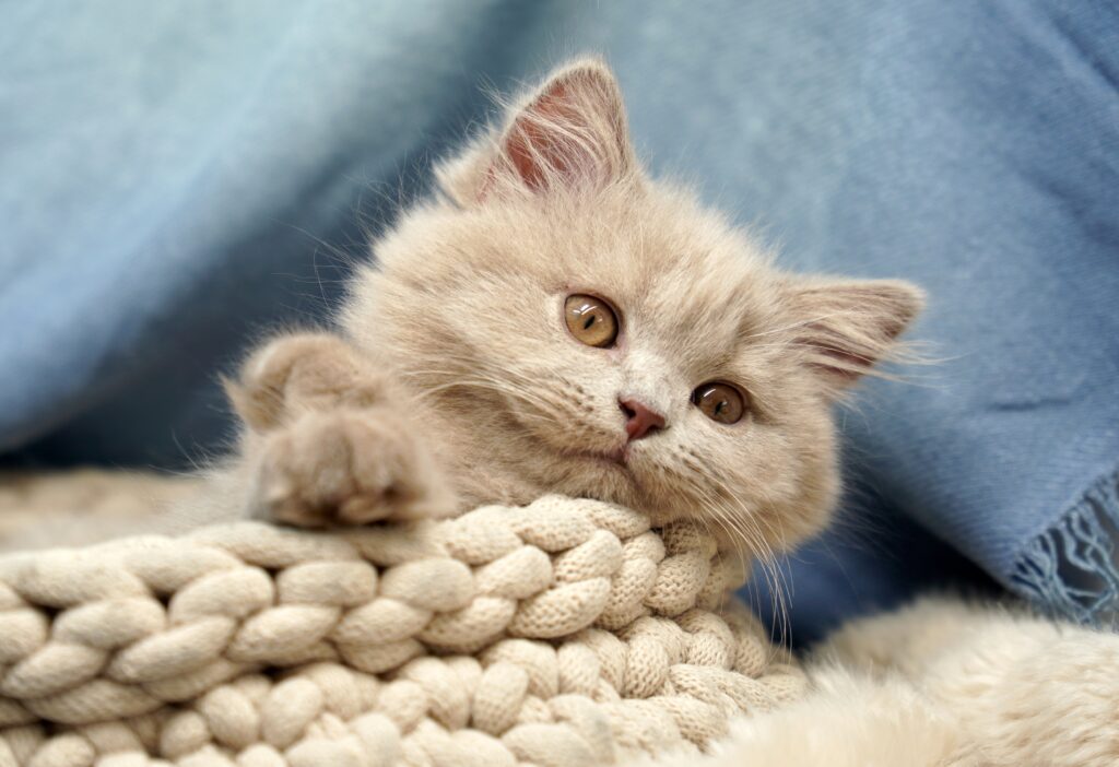 Best Age to Neuter a Cat to Prevent Spraying