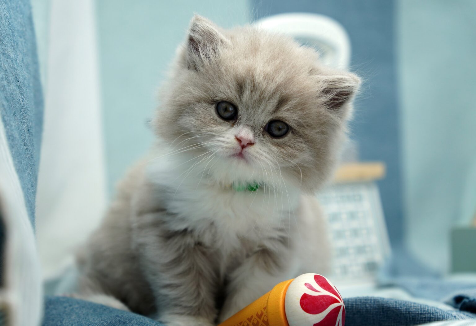 Best Age to Neuter a Cat to Prevent Spraying