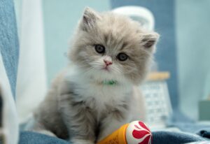 Best Age to Neuter a Cat to Prevent Spraying
