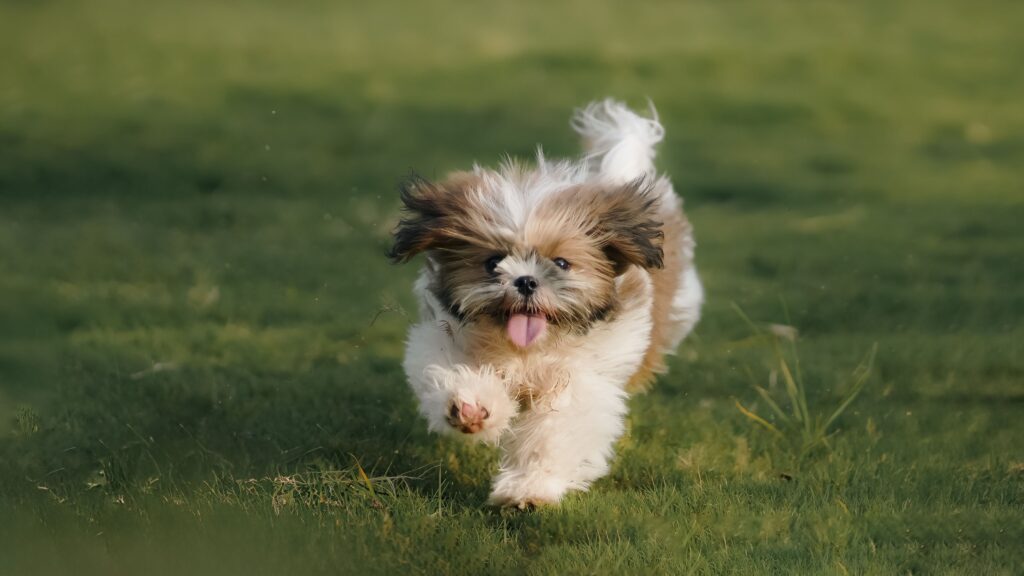 When Is It Safe to Separate Puppies From Their Mother Safely?