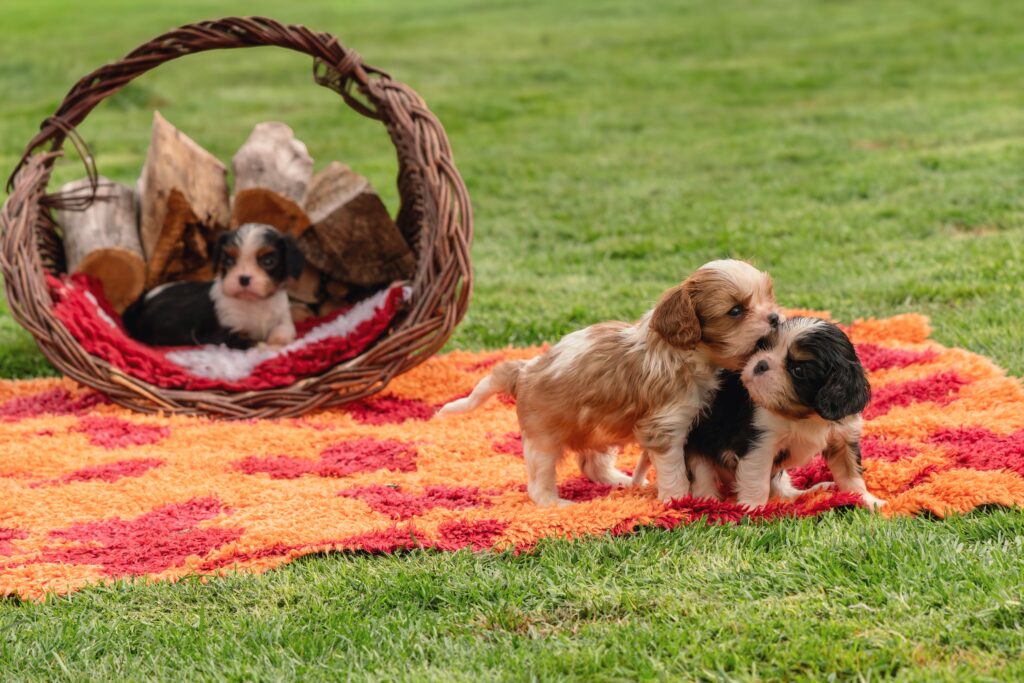 When Is It Safe to Separate Puppies From Their Mother Safely?