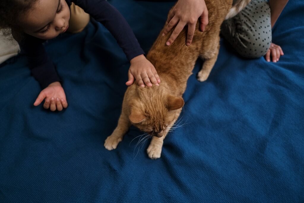 Why Is My Cat Aggressive Towards My Child? The Absence Guide