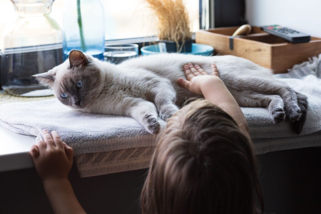 Why Is My Cat Aggressive Towards My Child? The Absence Guide
