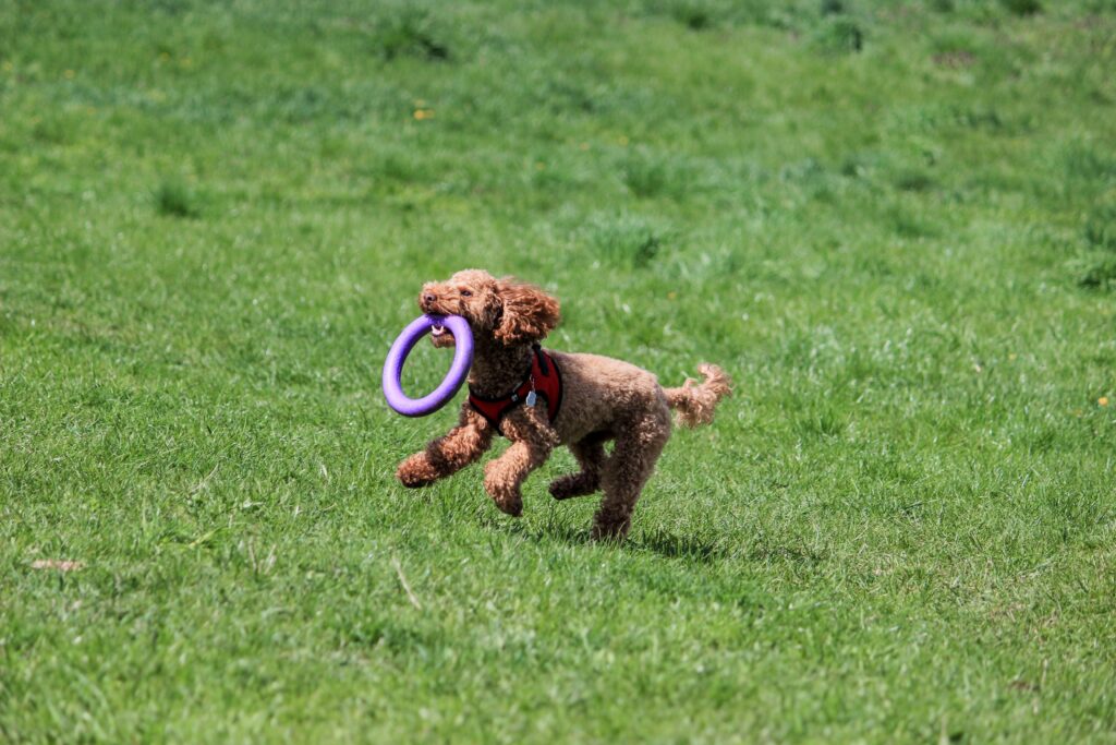 Why Has My Dog Stopped Playing With Toys