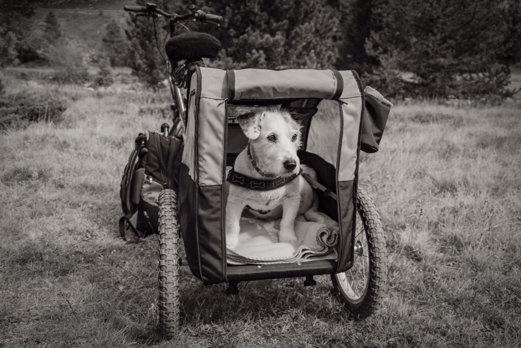 How to Arrange a House for a Paralyzed Dog
