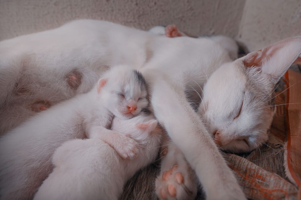 How to Care for a Pregnant Cat at Home