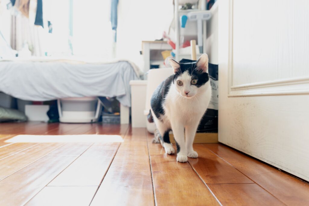 Why Does My Cat Follow Me to the Bathroom Every Time