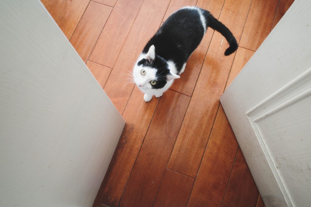 Why Does My Cat Follow Me to the Bathroom Every Time