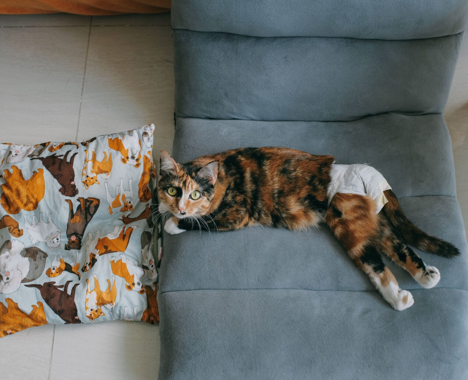How to Care for a Pregnant Cat at Home (Diet & Labor) How to Care for a Pregnant Cat at Home