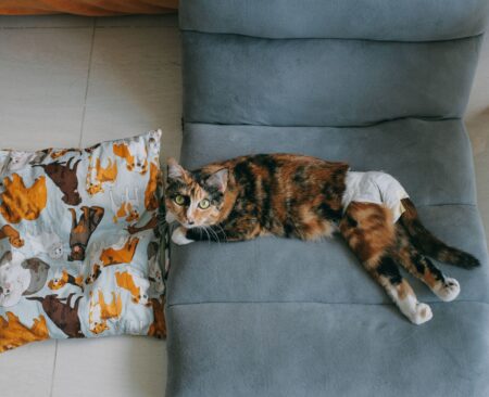 How to Care for a Pregnant Cat at Home (Diet & Labor) How to Care for a Pregnant Cat at Home