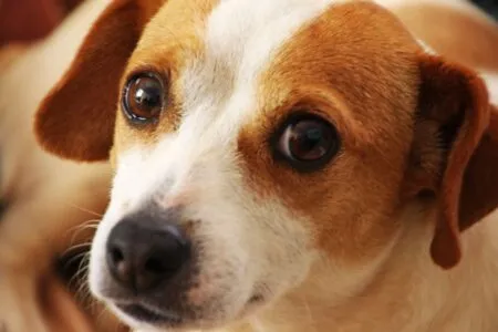 Why Is My Dog Staring at Me So Intently? Behavior Guide Why Is My Dog Staring at Me So Intently