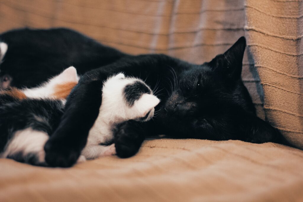 How to Care for a Pregnant Cat at Home