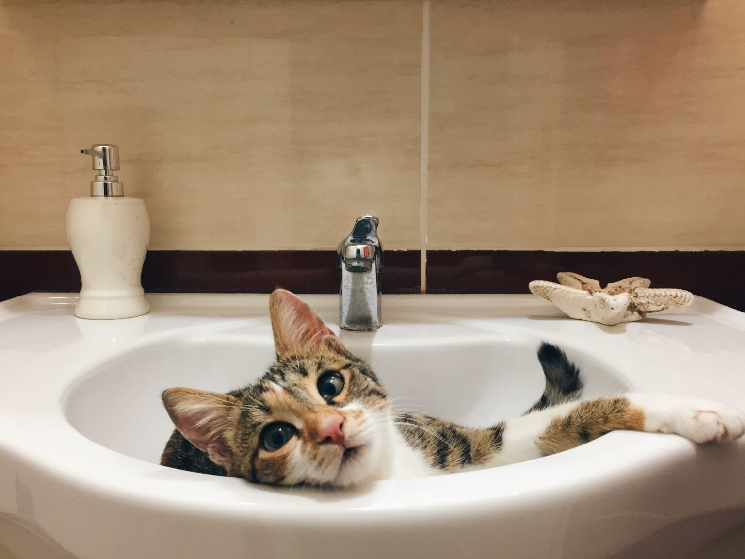 Why Does My Cat Follow Me to the Bathroom Every Time? Why Does My Cat Follow Me to the Bathroom Every Time