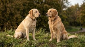 Dog Breed Comparison Tool: Compare Any 2 to 3 Breeds Side by Side Labrador Retriever and Golden Retriever sitting side by side for a dog breed comparison tool
