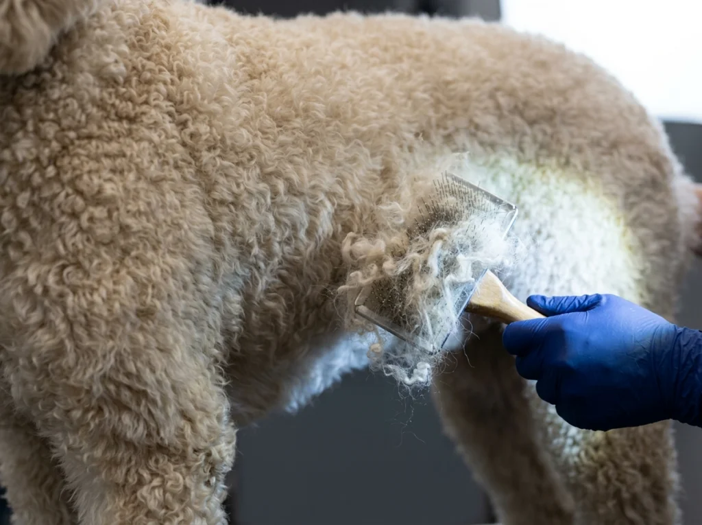 Poodle's curled coat trapping loose hair, illustrating why no dog breed is truly hypoallergenic