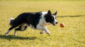 Dog Exercise Calculator: Daily Minutes by Breed & Age Guide Border Collie sprinting after a ball illustrating high daily exercise needs for working breeds