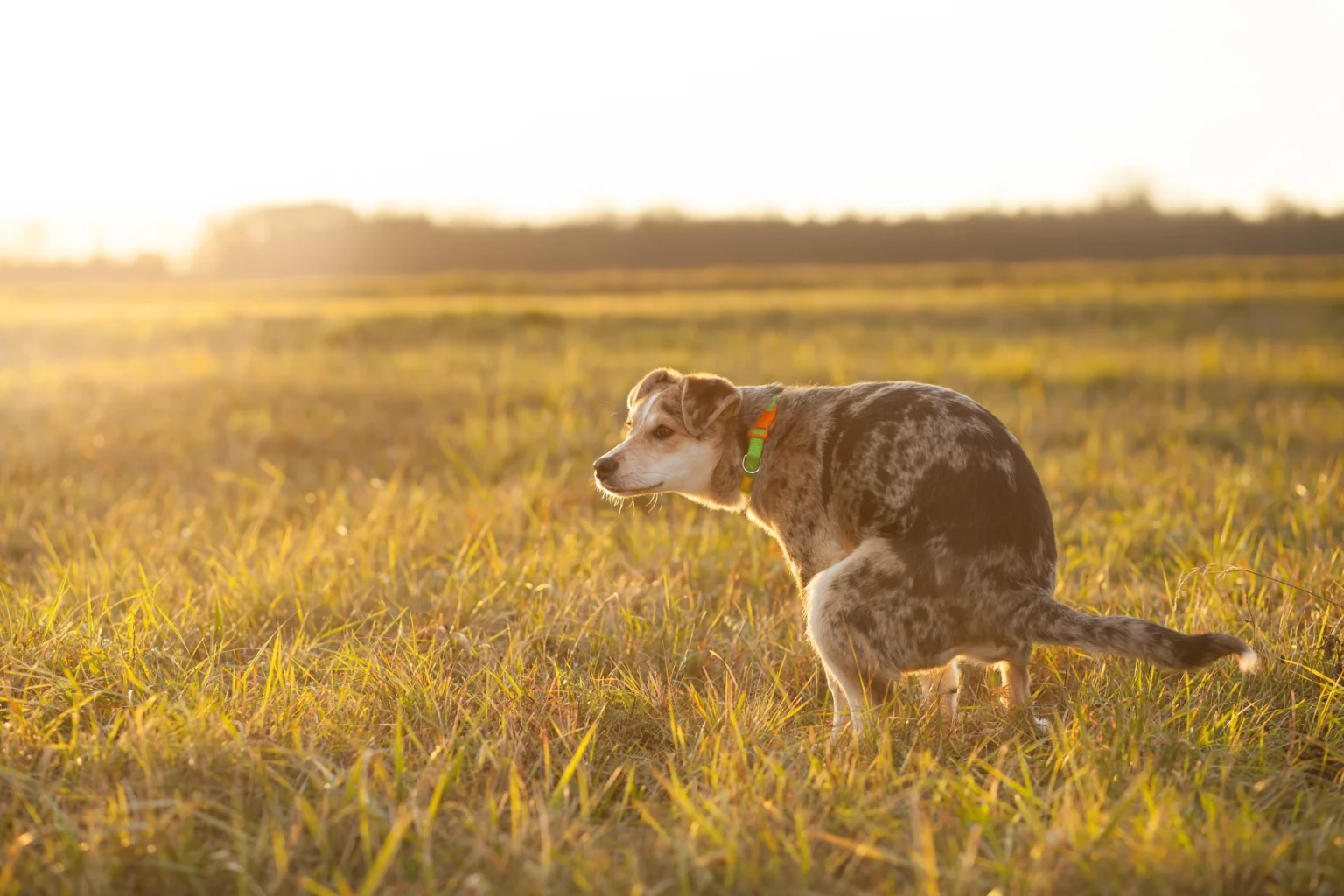 What Does Unusual Dog Poop Colour Mean? (Colour & Mucus Chart) What Does Unusual Dog Poop Colour Mean? (Colour & Mucus Chart)