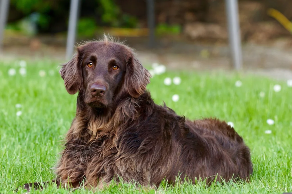 Apoquel vs Cytopoint for Dog Allergies: Cost, Side Effects & Safety