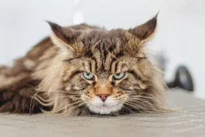 How Big Do Maine Coon Cats Get Full Grown? 2026 Breed Guide How Big Do Maine Coon Cats Get Full Grown? 2026 Breed Guide