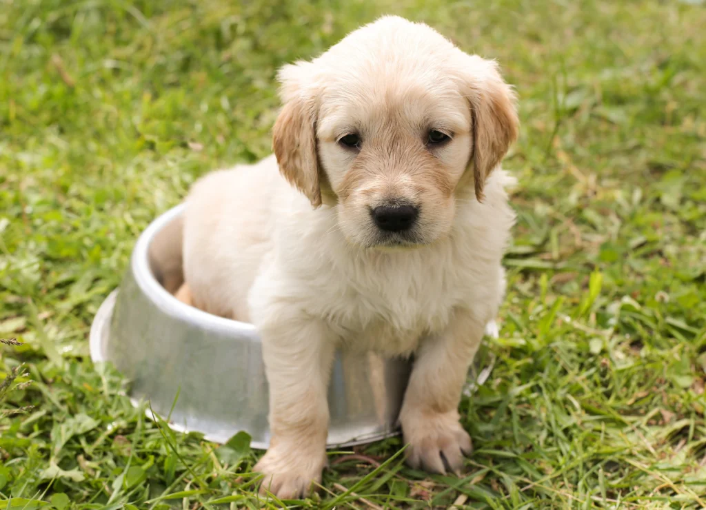 Golden Retriever Weight by Month Male vs Female (Full Growth Chart)