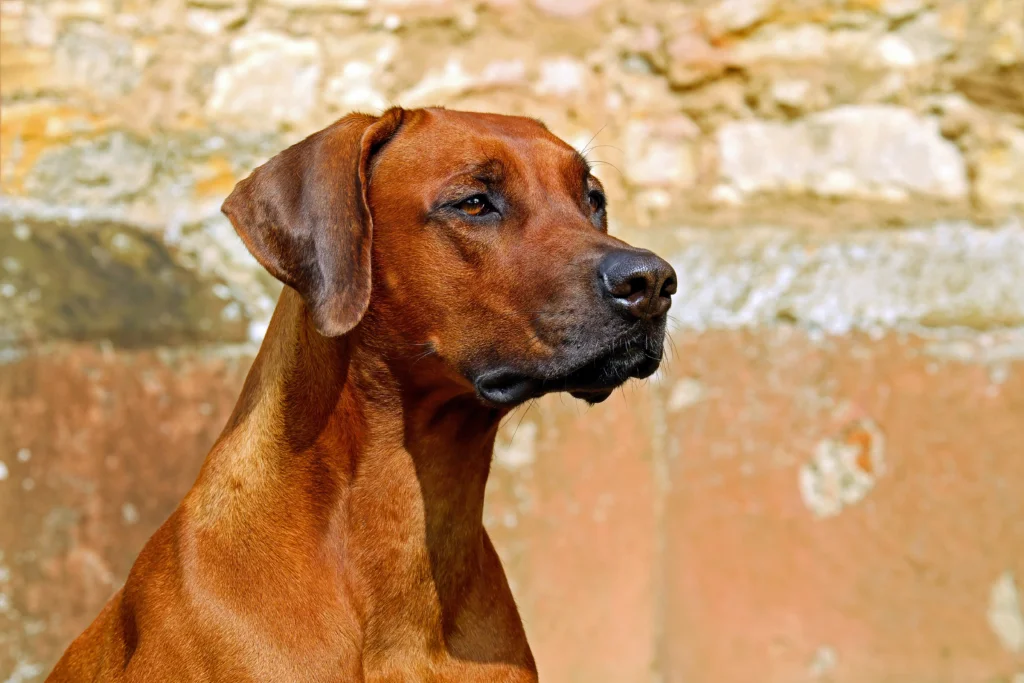 Is It Safe to Feed Dogs Raw Eggs Daily? (Cooked vs. Raw)