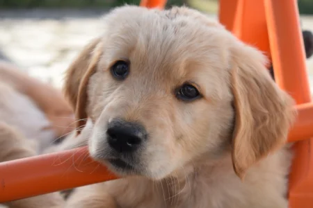 Golden Retriever Weight by Month Male vs Female (Full Growth Chart) Golden Retriever Weight by Month Male vs Female (Full Growth Chart)