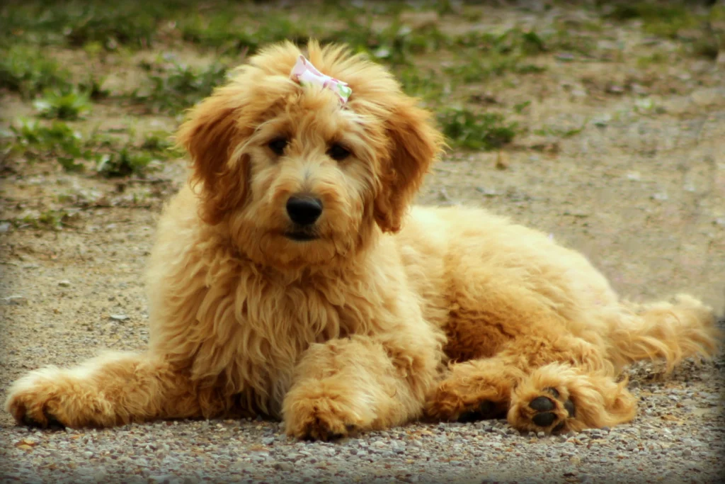 F1 vs F1B Goldendoodle Coat Shedding Differences (Full Guide)