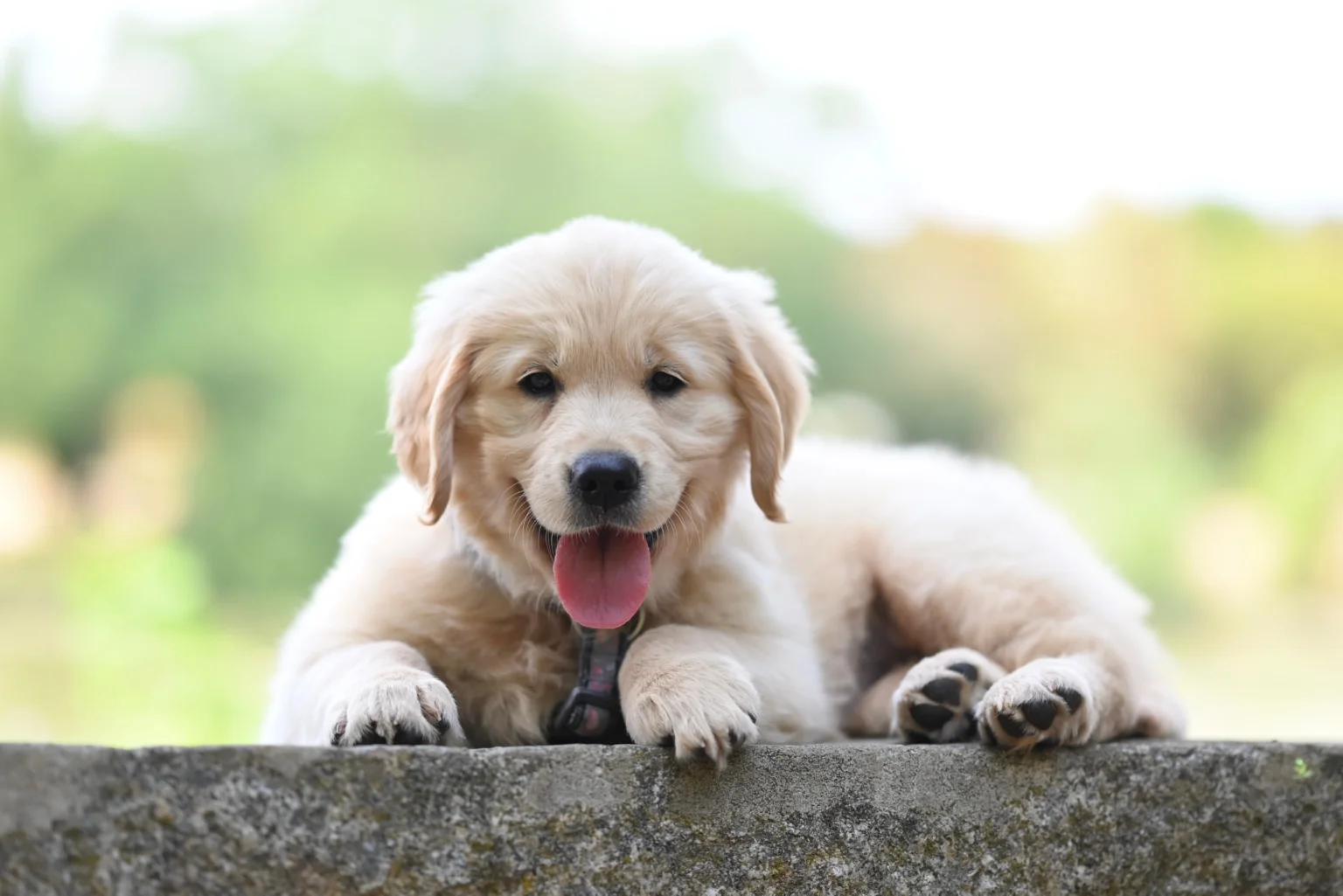 Early Subtle Signs of Parvo in Puppies: 2026 Emergency Guide Early Subtle Signs of Parvo in Puppies: 2026 Emergency Guide
