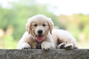 Early Subtle Signs of Parvo in Puppies: 2026 Emergency Guide Early Subtle Signs of Parvo in Puppies: 2026 Emergency Guide