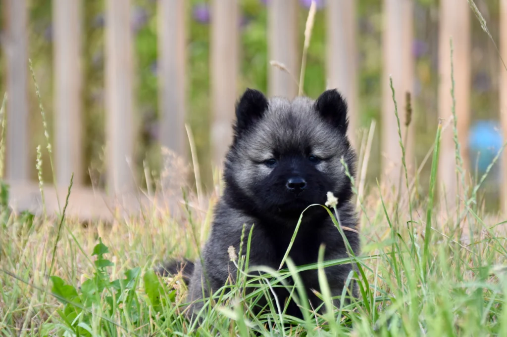 Early Subtle Signs of Parvo in Puppies: 2026 Emergency Guide