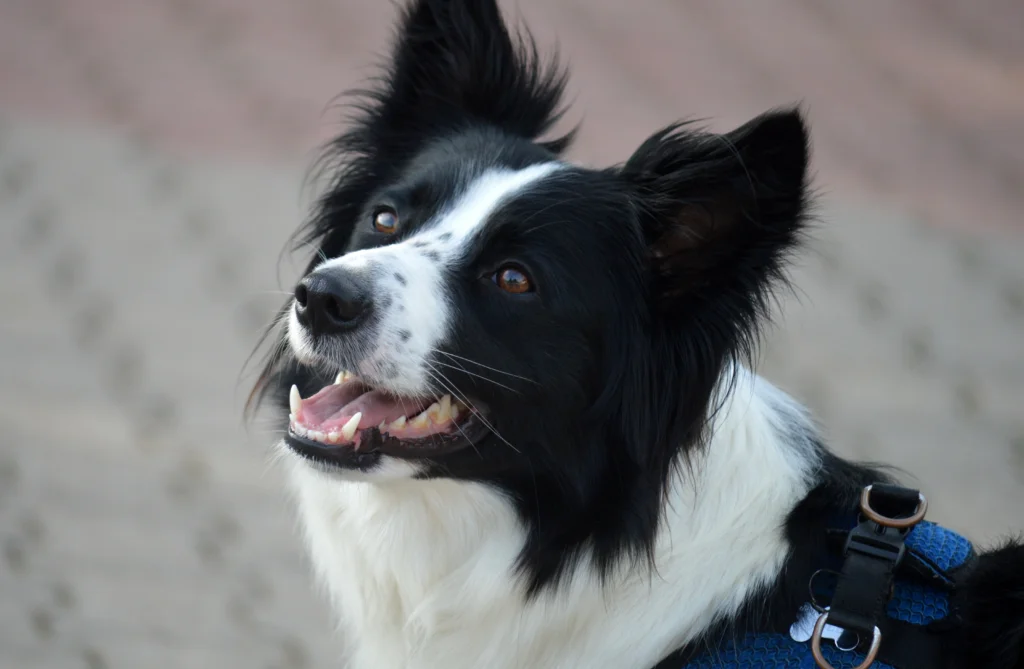 Apoquel vs Cytopoint for Dog Allergies: Cost, Side Effects & Safety