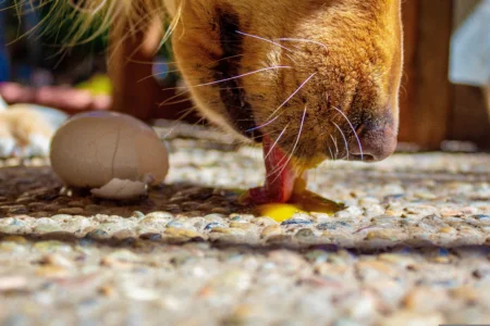 Is It Safe to Feed Dogs Raw Eggs Daily? (Cooked vs. Raw) Is It Safe to Feed Dogs Raw Eggs Daily? (Cooked vs. Raw)