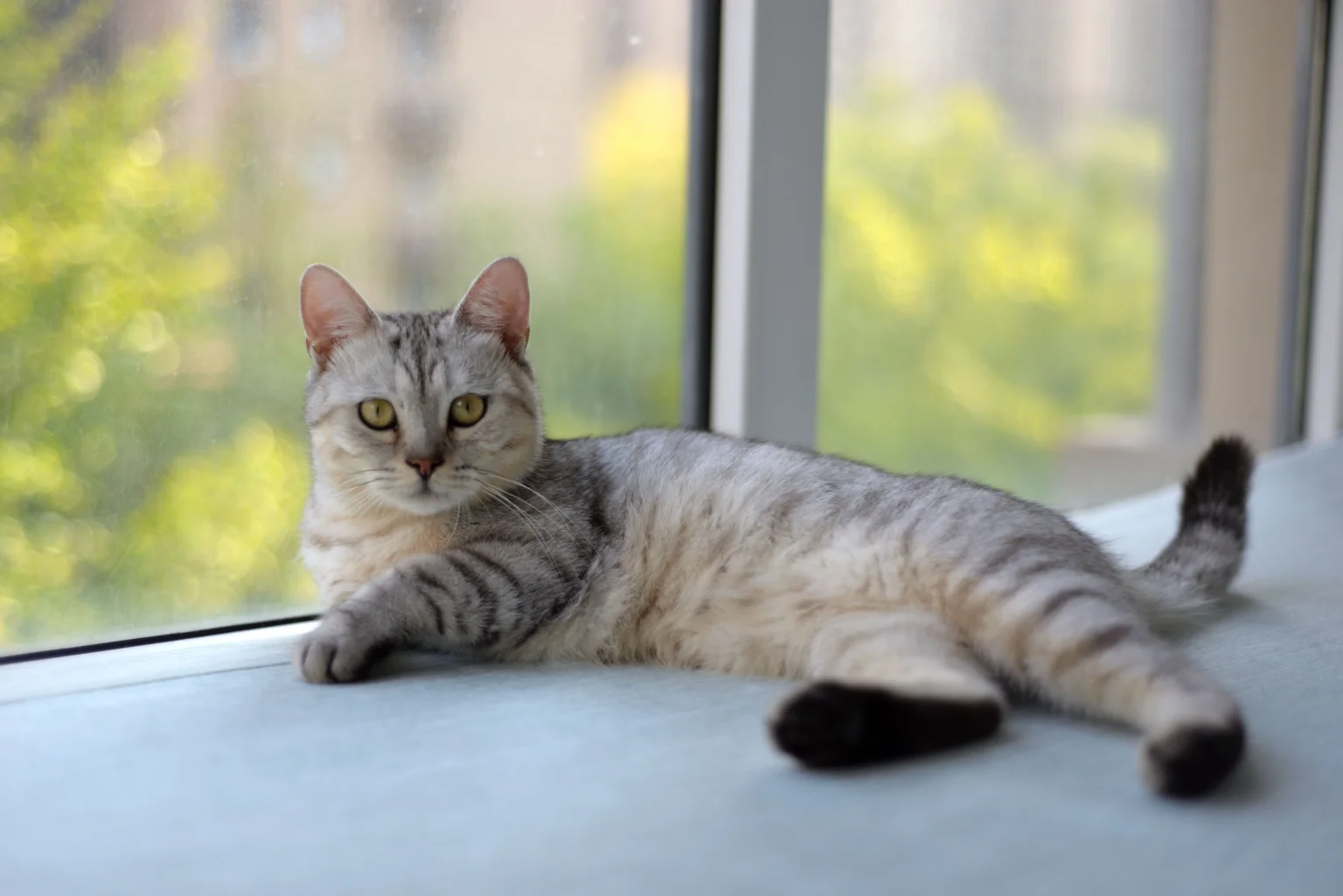 How Much Canned Tuna Can a Cat Eat Safely? 2026 Guide How Much Canned Tuna Can a Cat Eat Safely? 2026 Guide