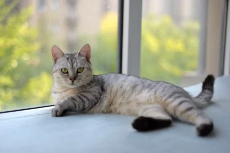 How Much Canned Tuna Can a Cat Eat Safely? 2026 Guide How Much Canned Tuna Can a Cat Eat Safely? 2026 Guide
