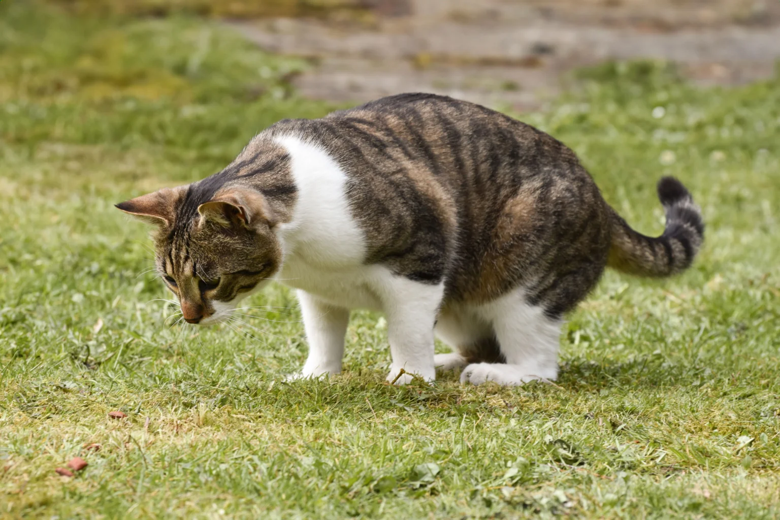 How to Tell If Cat Poop Is Abnormal: 2026 Diagnostic Guide How to Tell If Cat Poop Is Abnormal: 2026 Diagnostic Guide