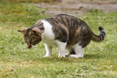 How to Tell If Cat Poop Is Abnormal: 2026 Diagnostic Guide How to Tell If Cat Poop Is Abnormal: 2026 Diagnostic Guide