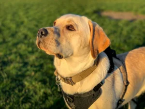 English vs American Labrador Retriever Differences: 2026 Guide English vs American Labrador Retriever Differences: 2026 Guide